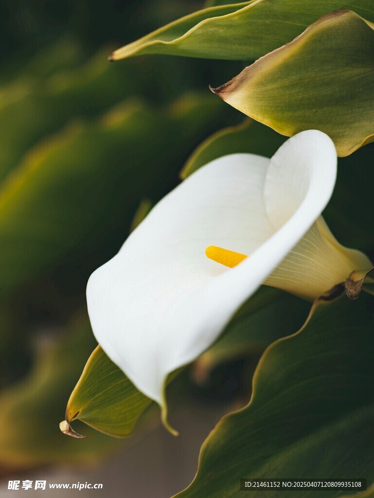 马蹄莲