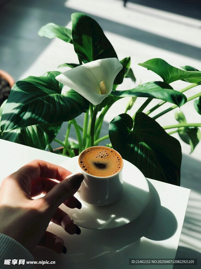马蹄莲