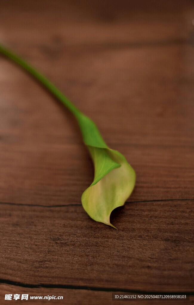 马蹄莲
