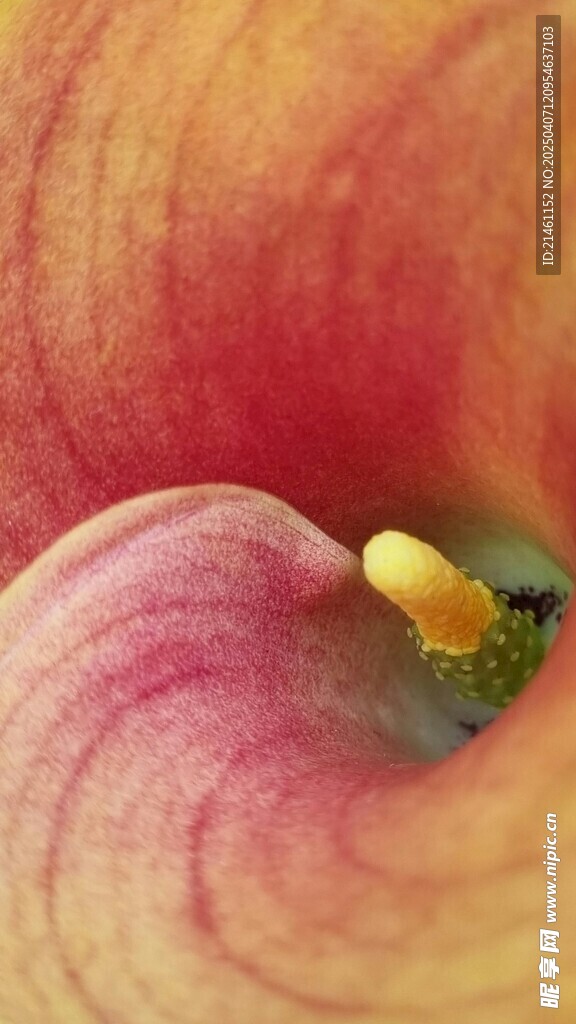 马蹄莲