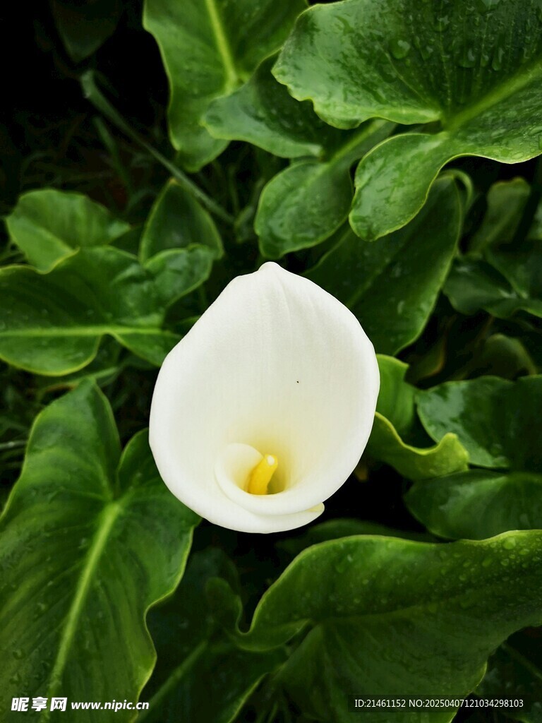 马蹄莲