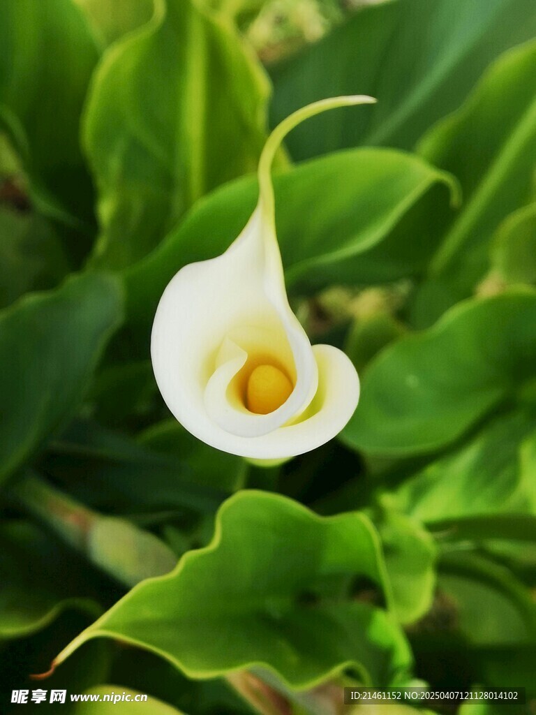 马蹄莲