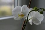 蝴蝶兰
