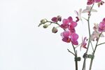 蝴蝶兰