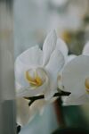 蝴蝶兰