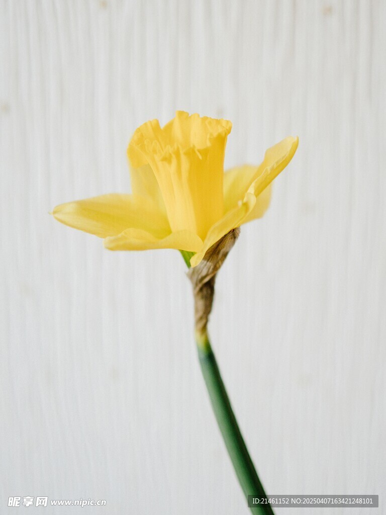 水仙