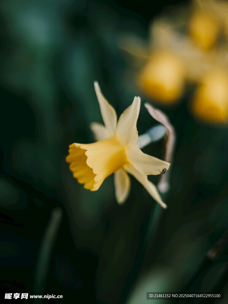 水仙