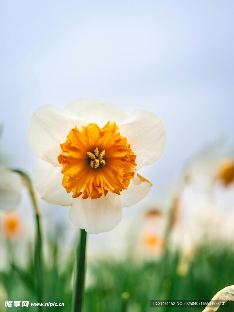 水仙