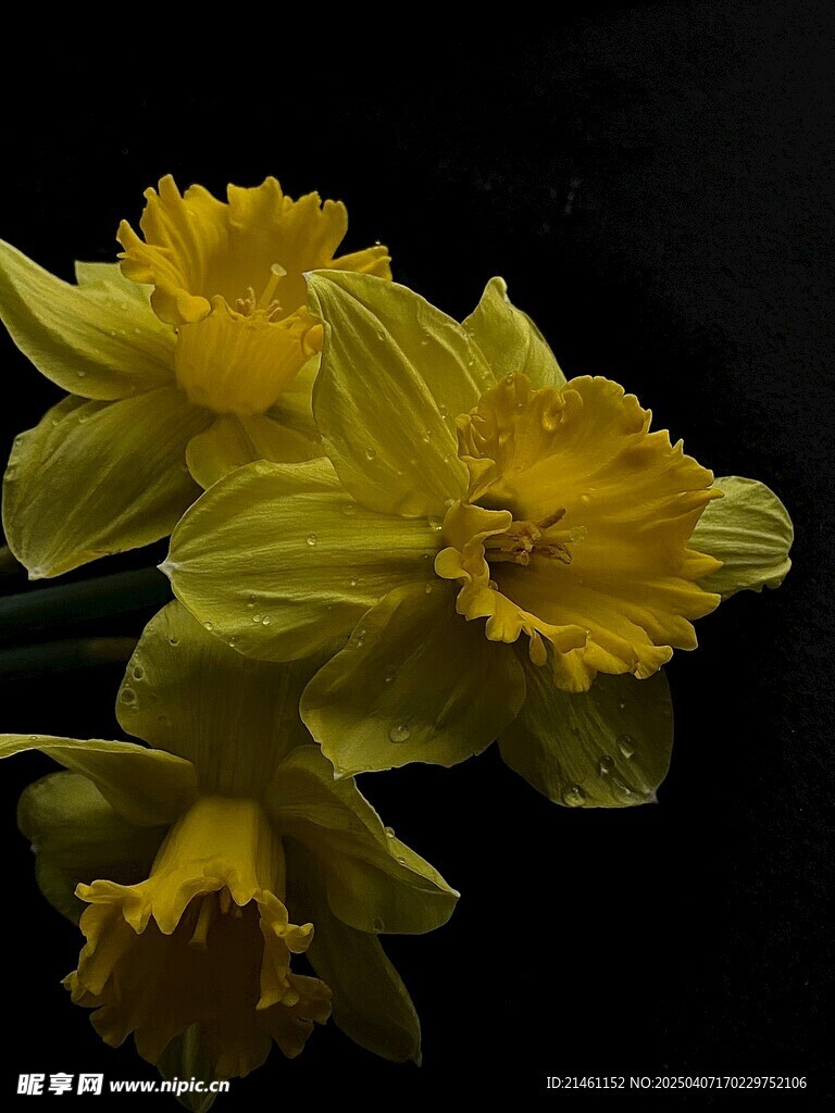 水仙