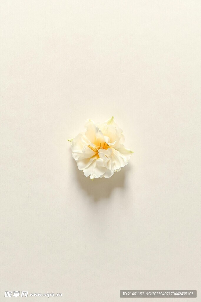水仙