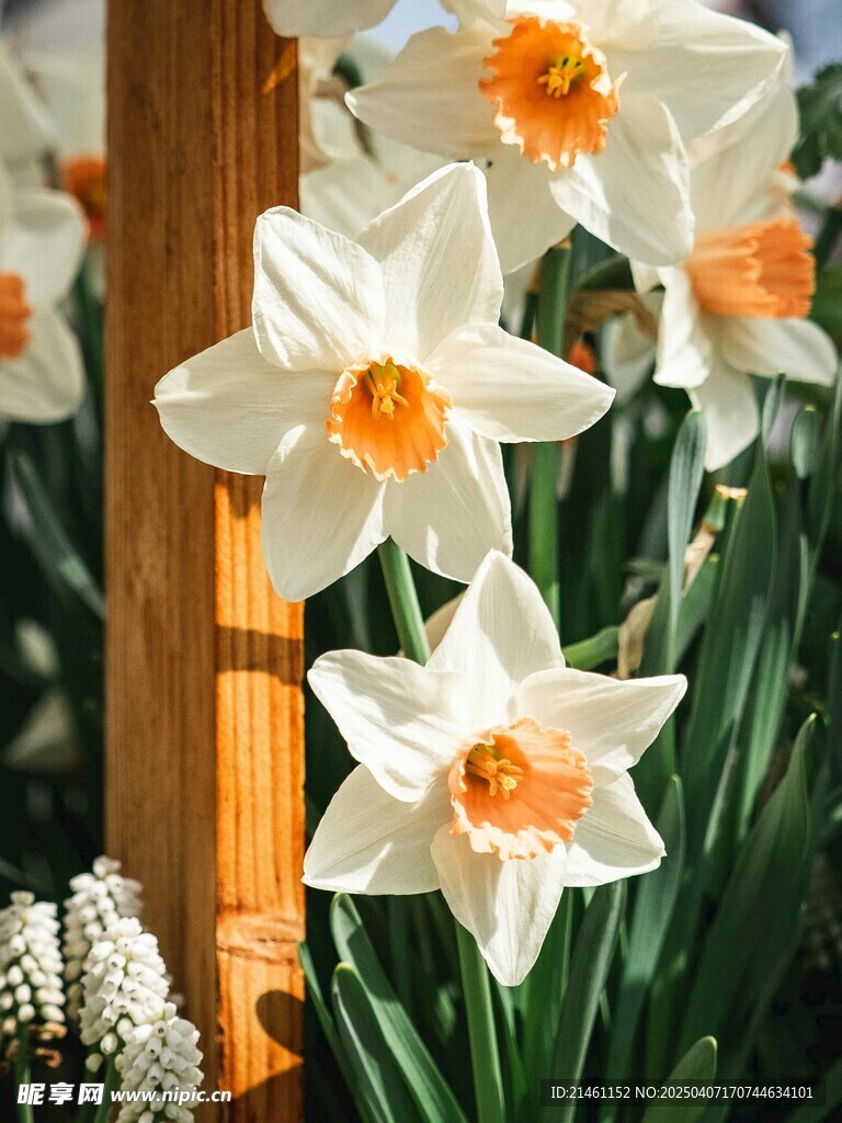 水仙