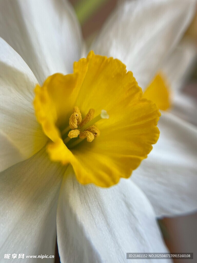 水仙