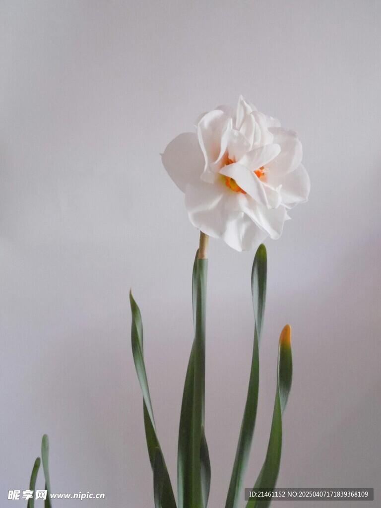 水仙