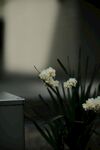 水仙