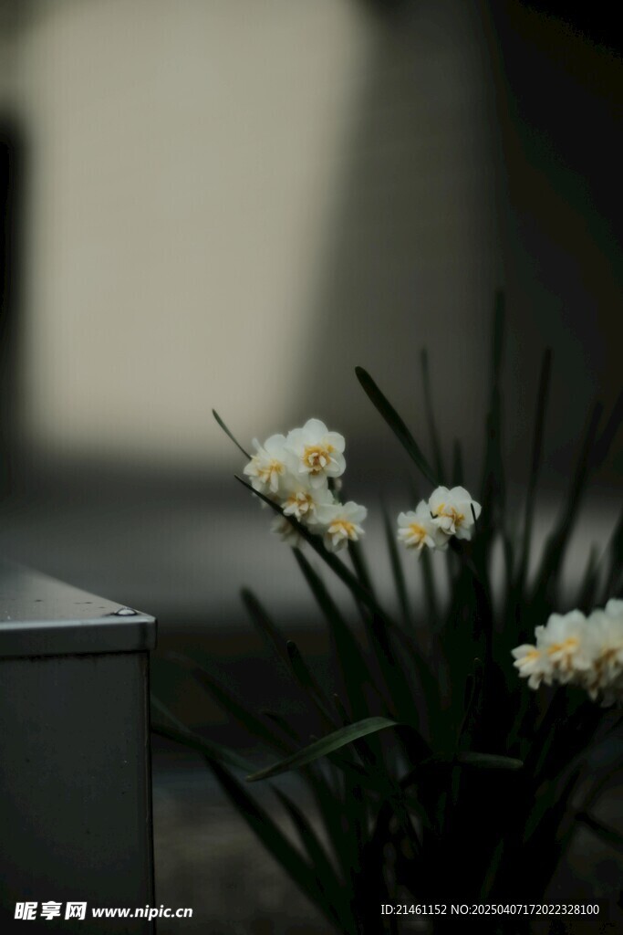 水仙