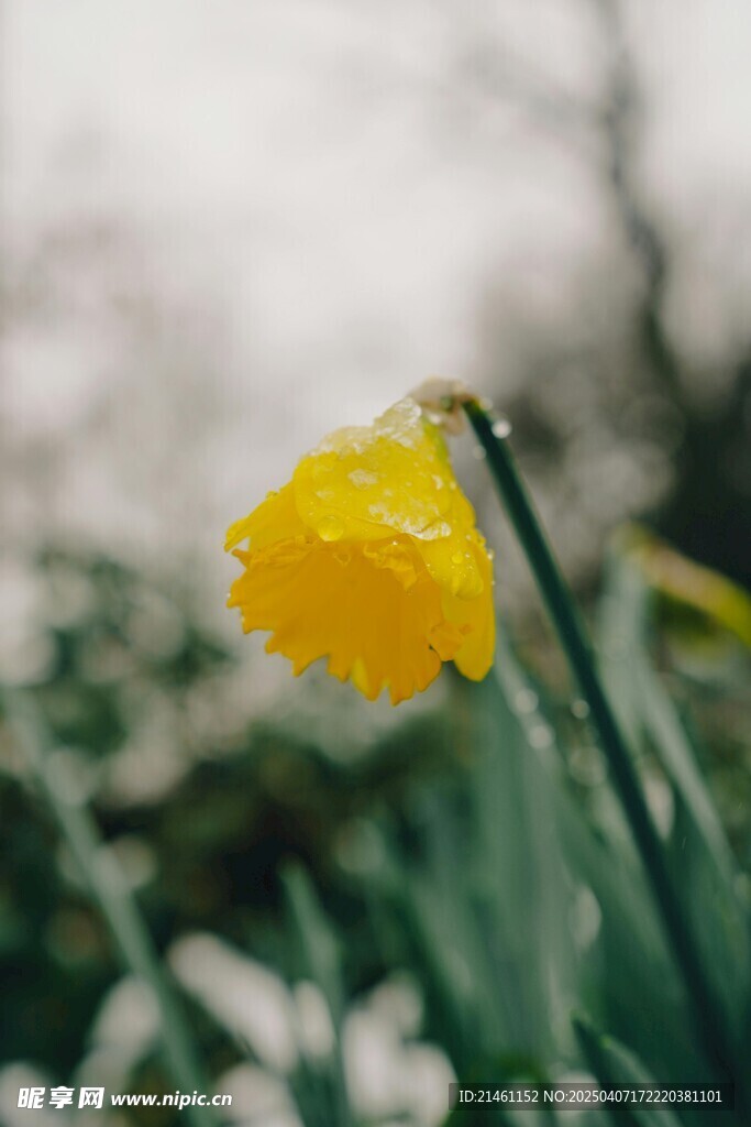 水仙