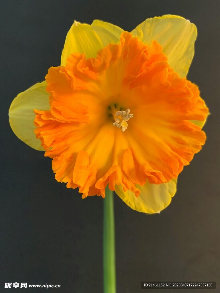 水仙