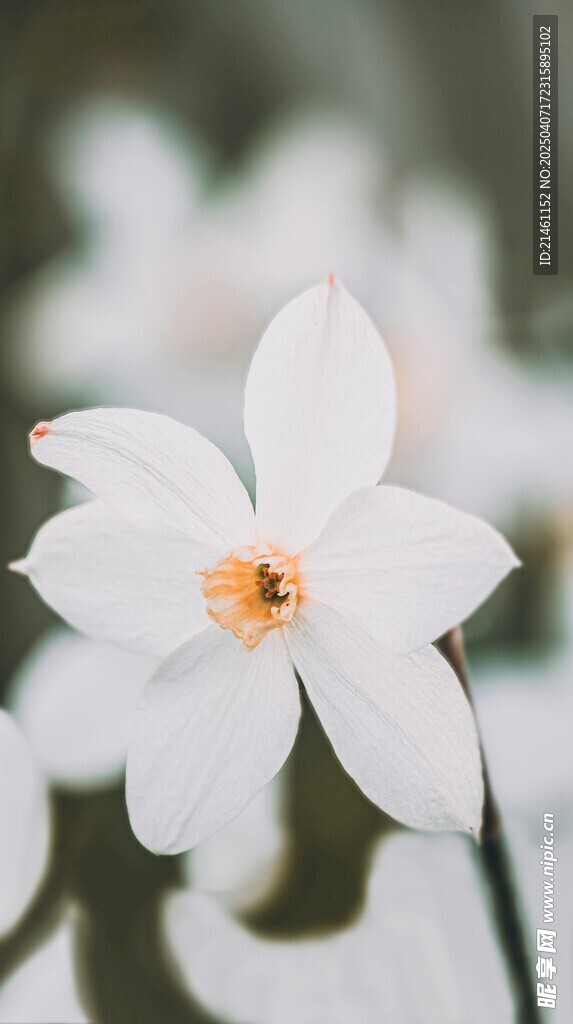 水仙