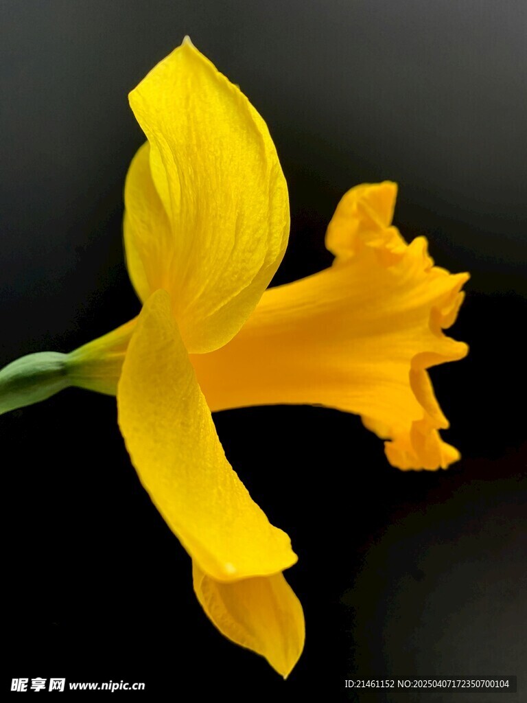 水仙