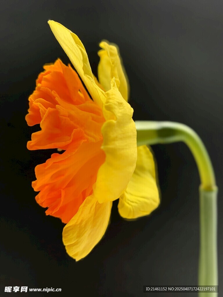 水仙