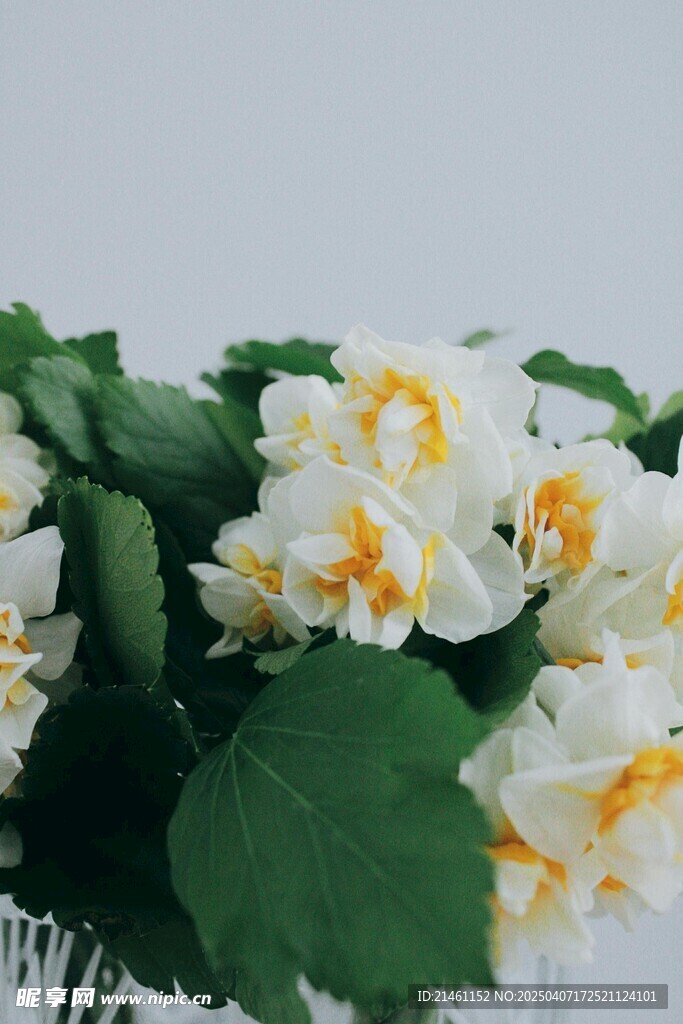 水仙