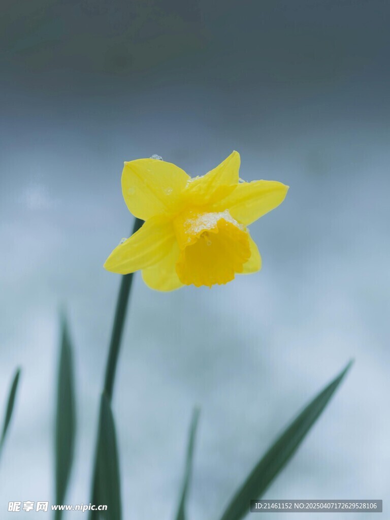 水仙