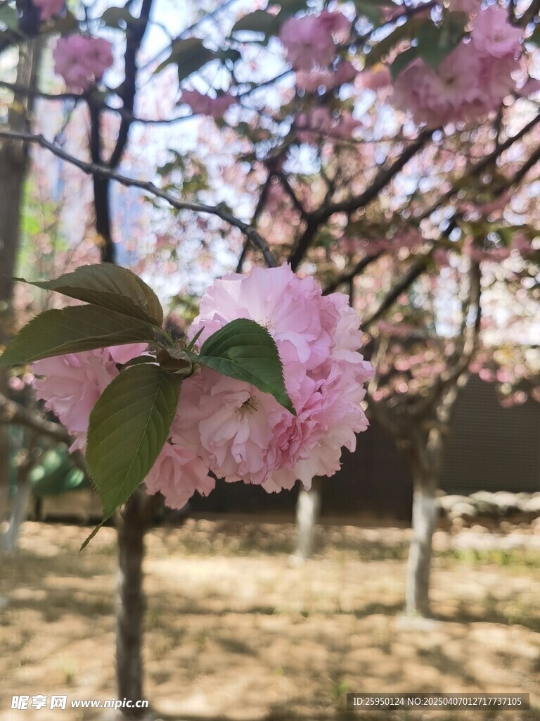 樱花
