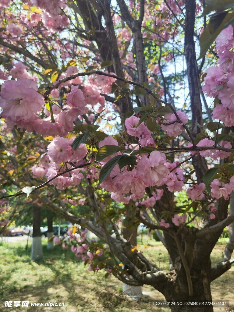 樱花 