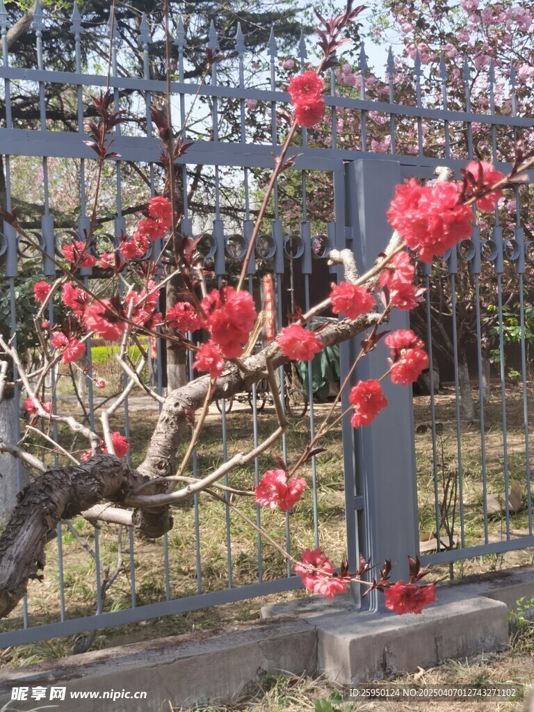 桃花