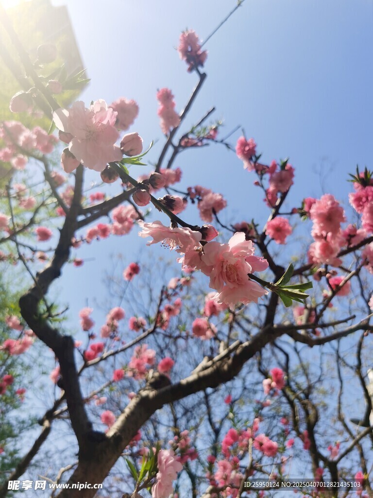 樱花