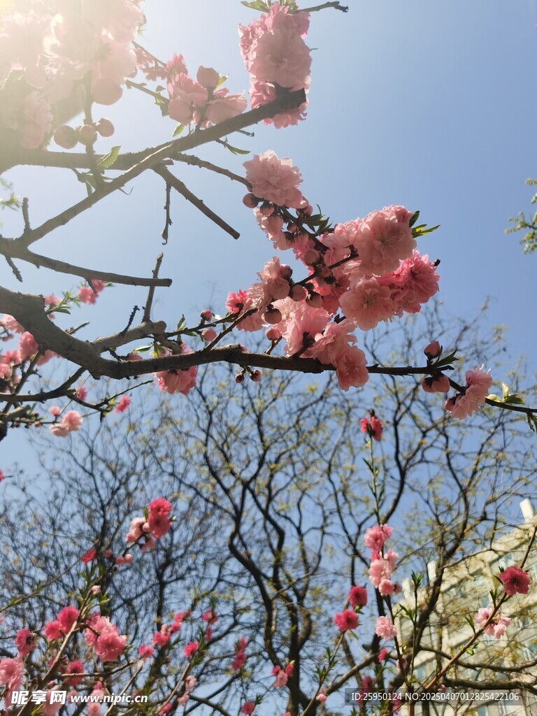 樱花 