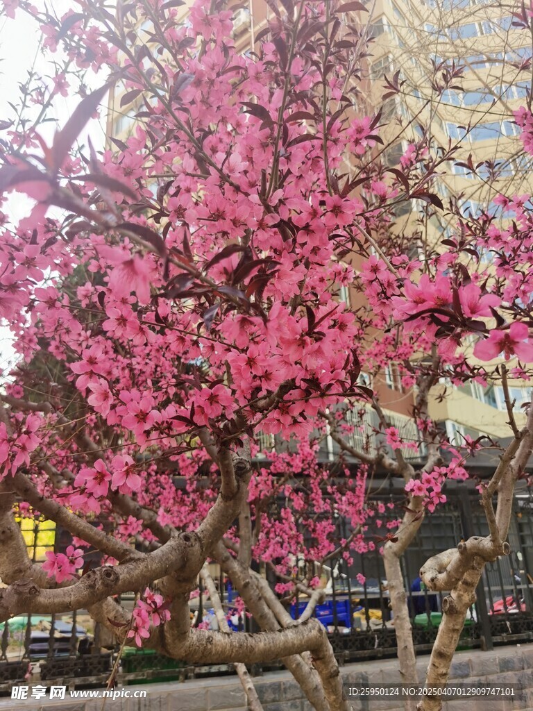 桃花