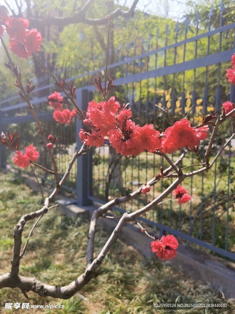 桃花