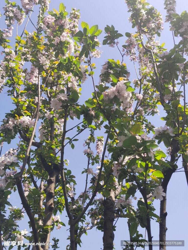 海棠花