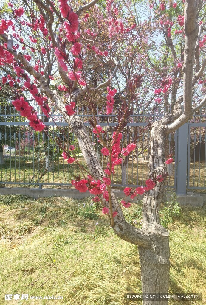 桃花 