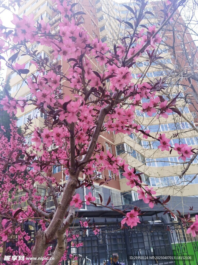 桃花