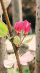 花苞