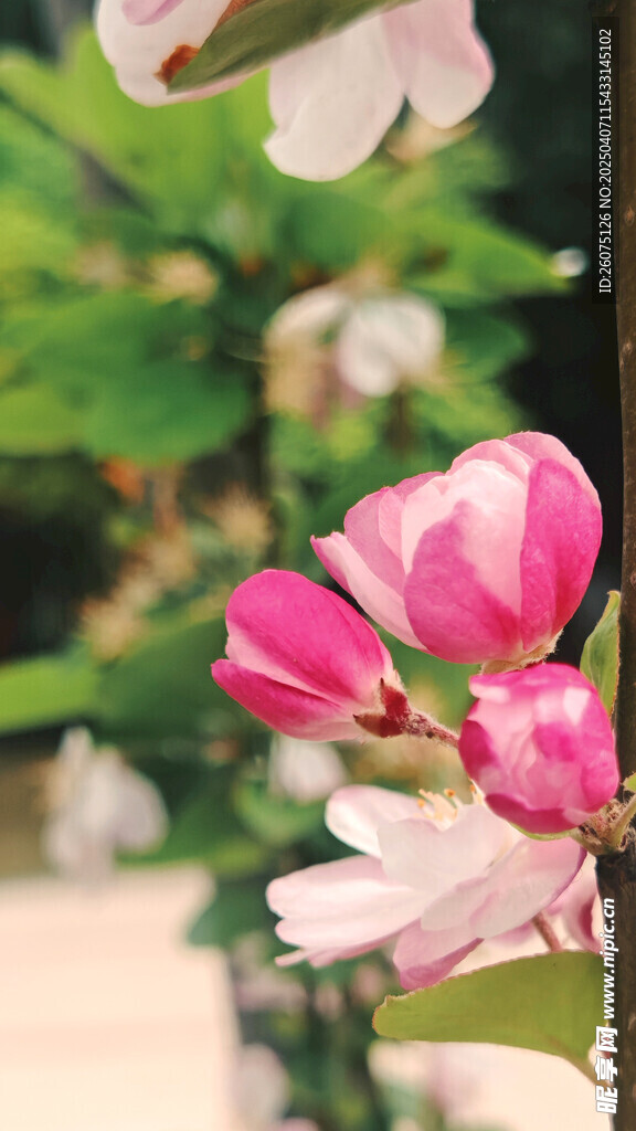 粉色海棠