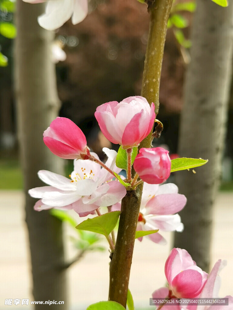 海棠花枝