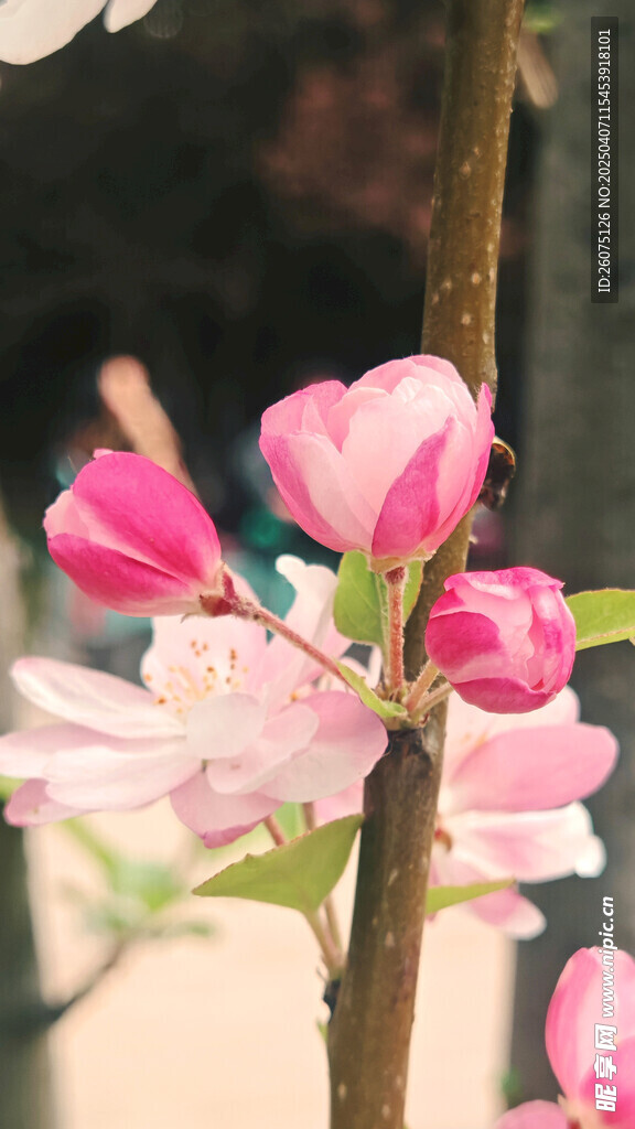 花朵特写