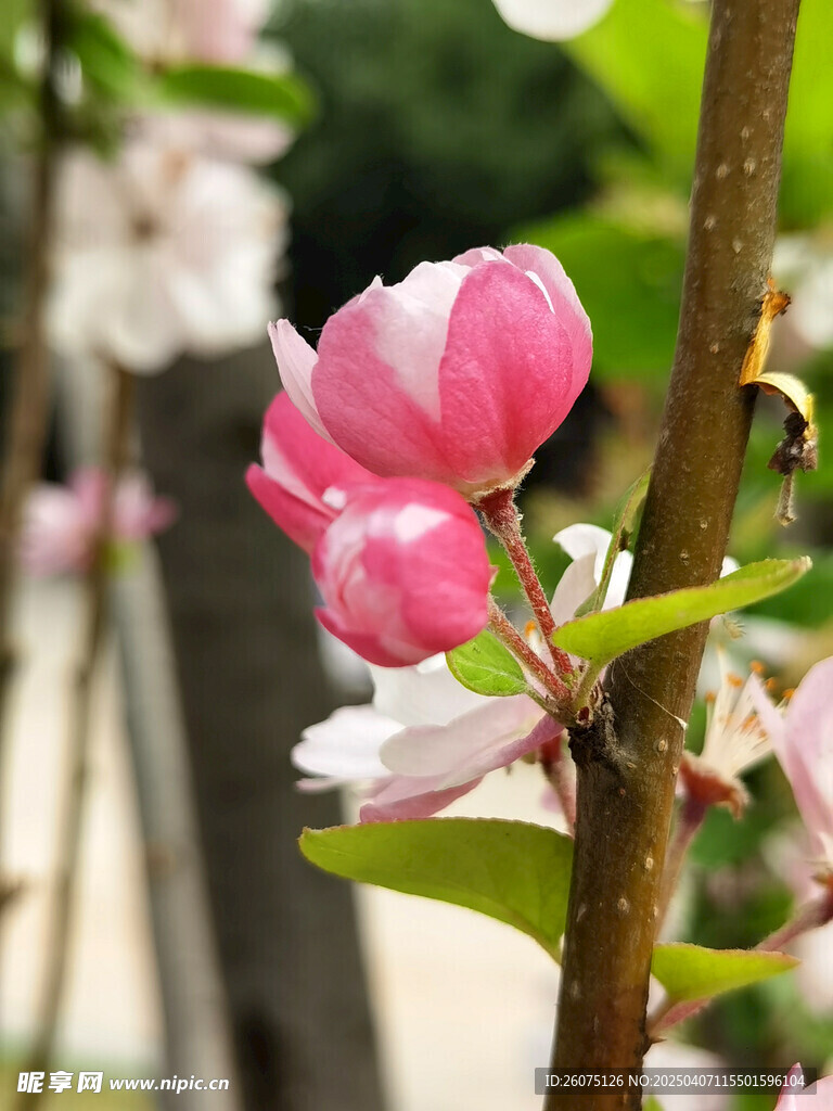 海棠花苞