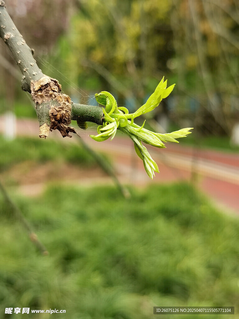 春天嫩芽