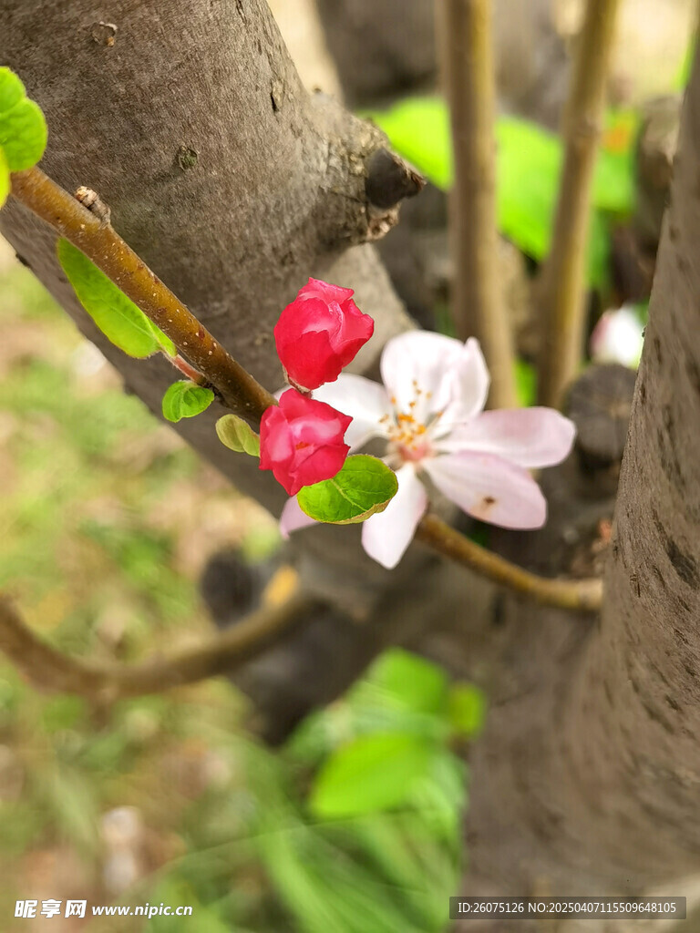 海棠花