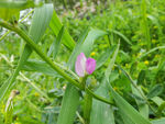 野花野豌豆