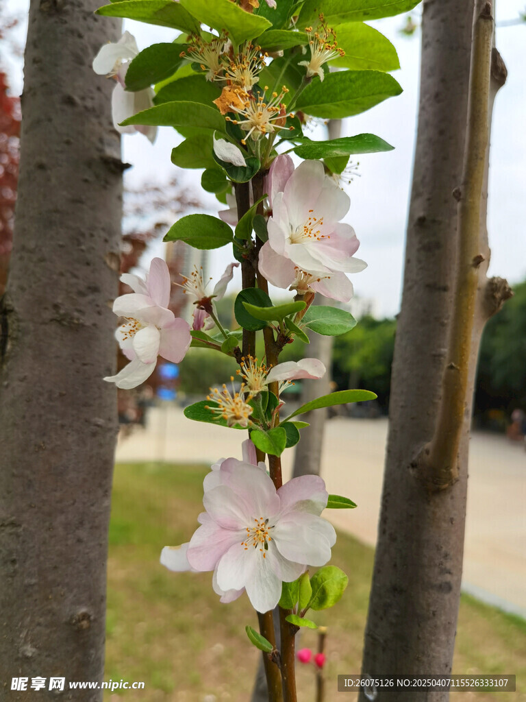 西府海棠