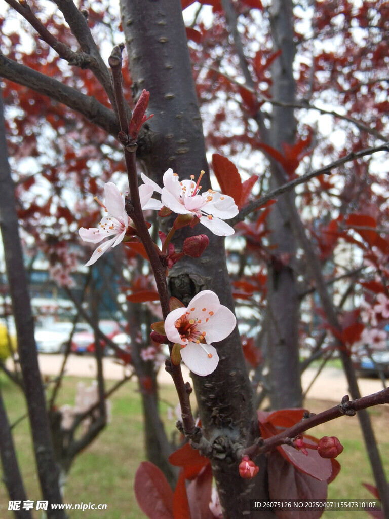 花朵镜头