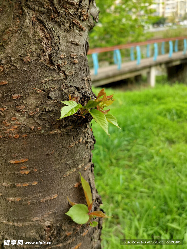 树皮
