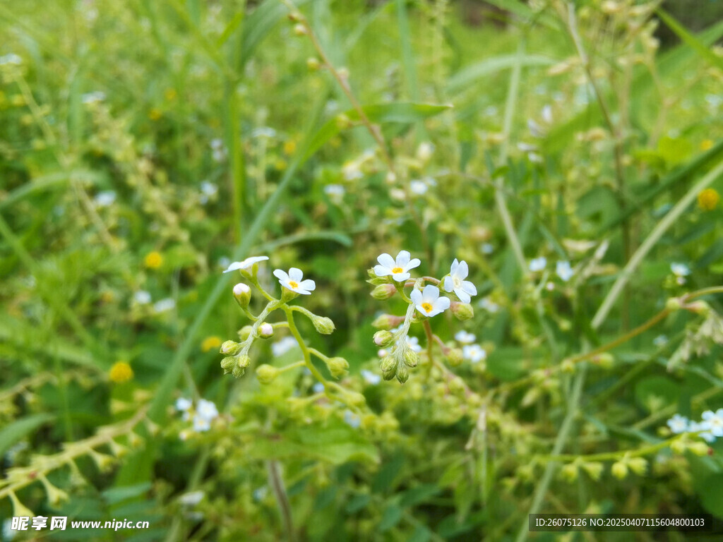 白色小花