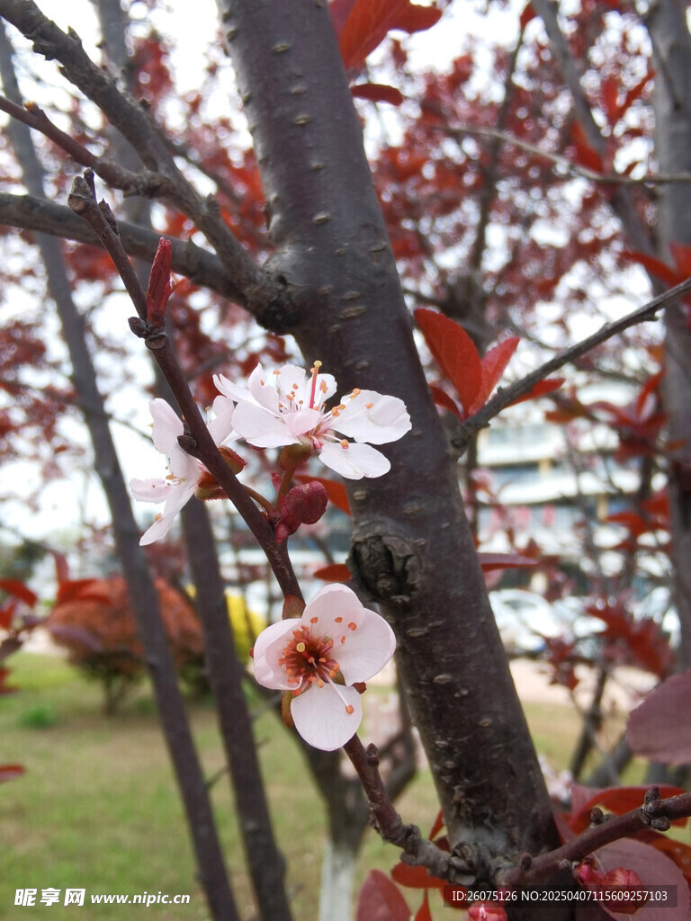 紫叶李开花