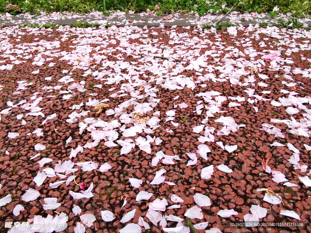 花瓣